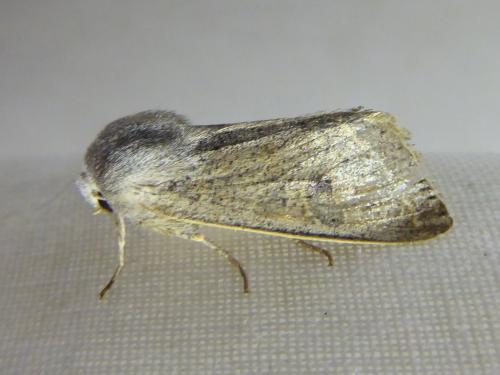 Réf. 301 190 : Orthosia gracilis